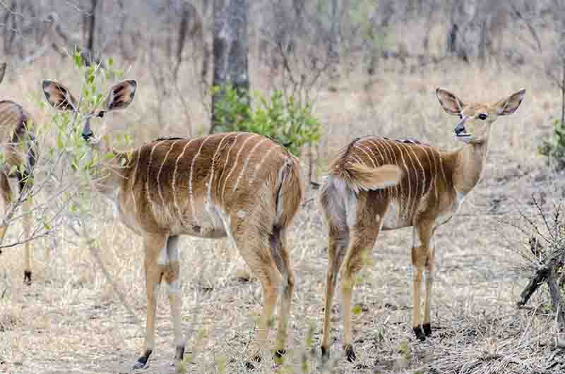 Antílope Nyala - reserva Sabi Sands - Sudáfrica.jpg